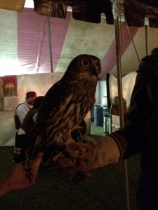 Jessie the Barking Owl photo by Ceara June 2014